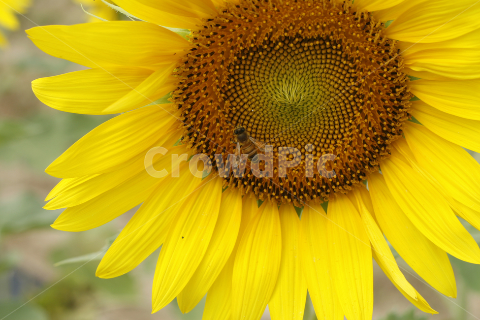 해바라기,여름,해바라기꽃,식물,해바라기씨,꽃잎,벌,여름,계절,summer,season,가을,fall,autumn,식물,자연,plants,nature,꽃,flower,동물,animal,곤충,벌레,insect,bug,bee,invertebrate,무척추 동물,honey bee,꿀벌