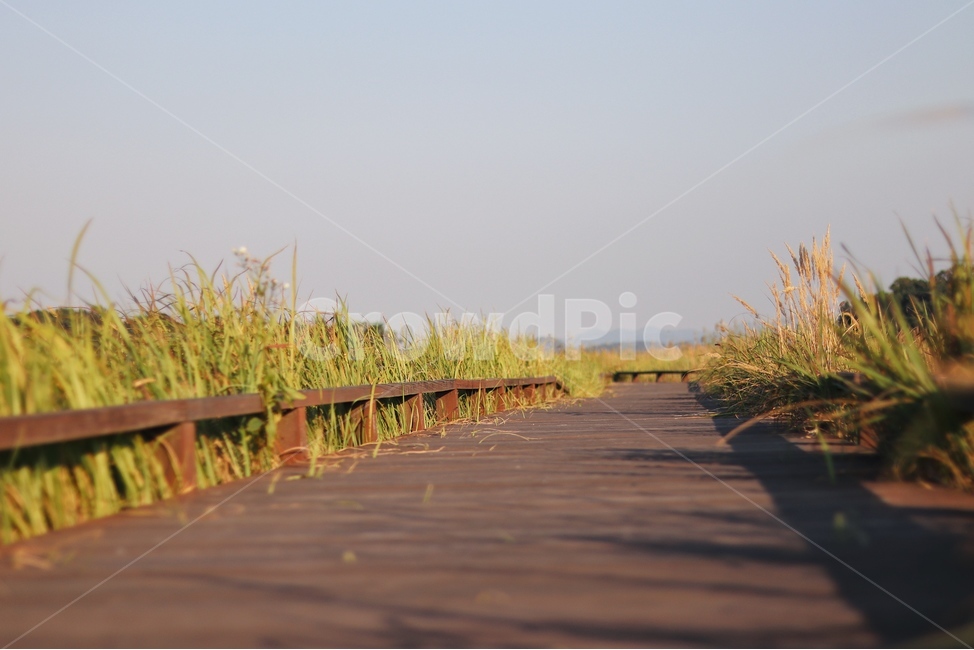 산책로,다리,boardwalk,bridge,석양,노을,가을하늘,가을,자연,풍경,nature,landscape,building,건물