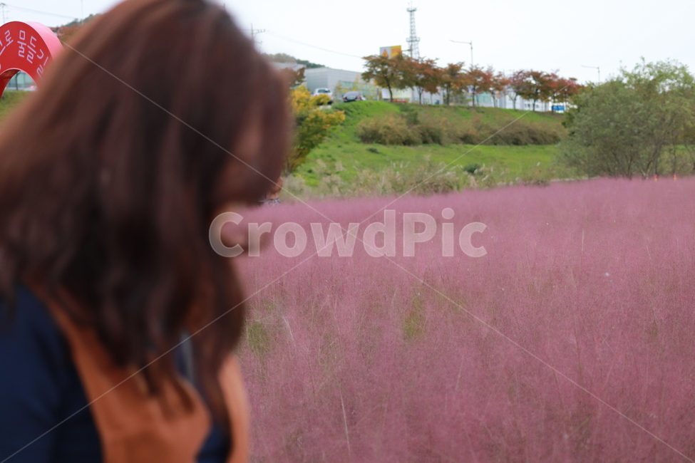 가을,꽃,뮬리,여행,축제,핑크,가을,계절,fall,autumn,season,사람,인물,인간,human,person,여성,여자,woman,female,lady