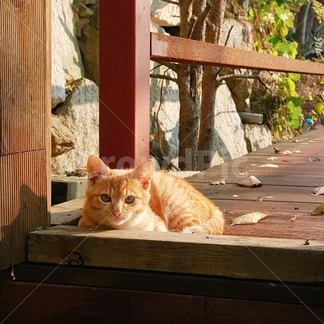 고양이,동물,자연,힐링,가을,낙엽,오후,햇살,산,시골,전원,전원생활,길냥이,반려묘,반려동물,nature,animal,cat,동물,animal,포유류,mammal,고양이,cat,kitten,kitty