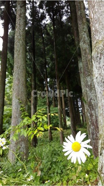 자연,유후인,휴식,일본,꽃,산책,풀,나무,경관,경치,자연,풍경,nature,landscape,식물,plants,꽃,flower,plant,daisy,데이지,daisies,blossom