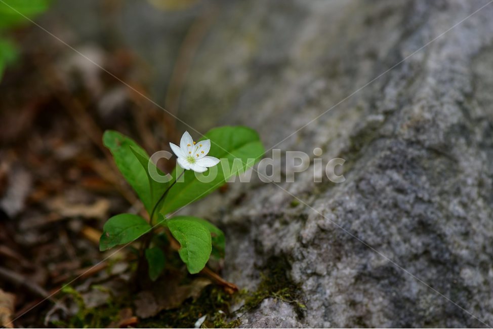 참기생꽃,야생화,식물,자연,생태,꽃,힐링,플라워,wildflower,flower,plants,nature,season,감성,느낌,emotion,feeling,앵초목,앵초과,기생꽃속,여러해살이풀,희귀식물,식물,자연,plants,nature,꽃,flower