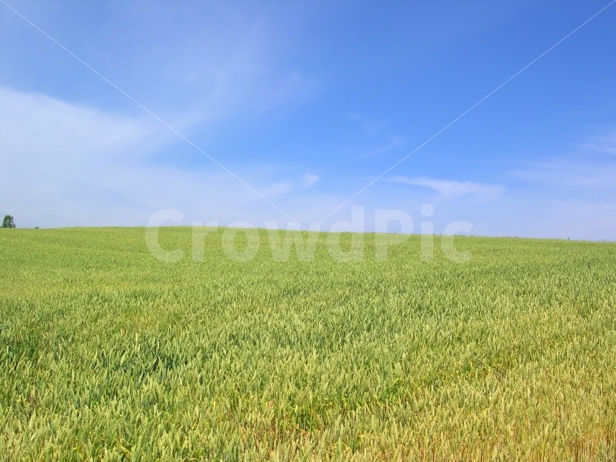 배경,배경이미지,배경사진,백그라운드,빽그라운드,background,풍경사진,바탕화면,바탕이미지,하늘,구름,자연,밀,밀밭,논,논밭,작물,농작물,식량,농산물,지평선,언덕,식물,자연,풍경,nature,landscape,field,들