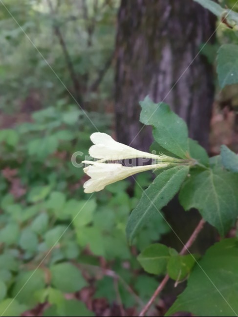 봄,flants,flower,감성,자연