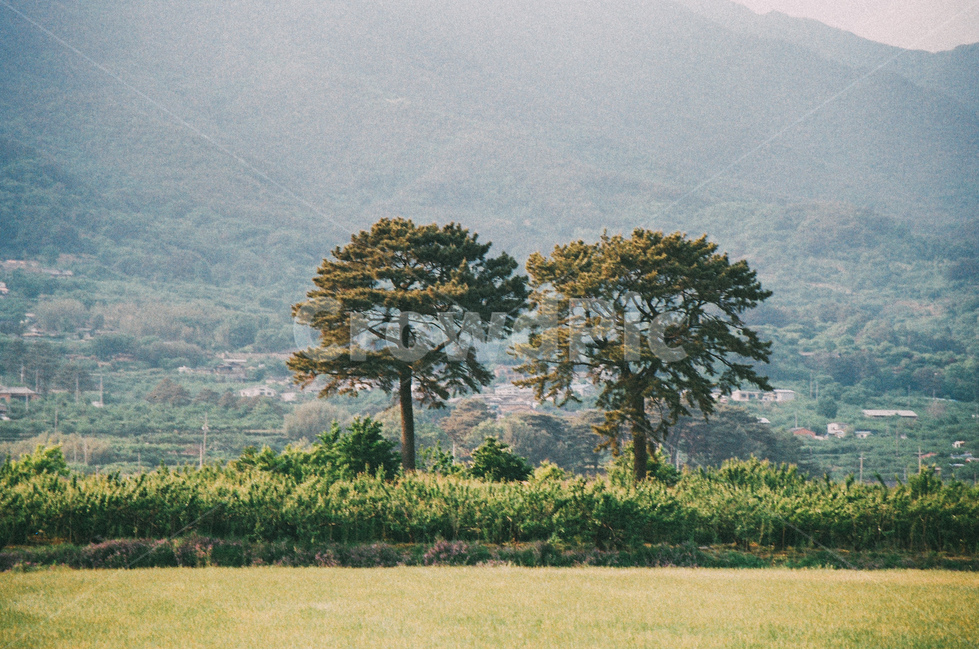 시골,부부나무,최참판댁,시골나무,소나무,남해부부나무,plant,평화로운,아름다운,고요한,tree,pinetree,peaceful,자연,풍경,nature,landscape,한국자연풍경,한국자연경관,korea nature landscape