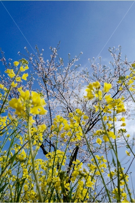 제주,풍경,유채꽃,봄,벚꽃,녹산로,봄,계절,spring,season,식물,자연,plants,nature,꽃,flower,plant