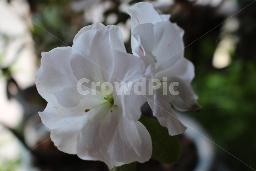 꽃,화분,철죽,봄,힐링,식물,자연,plants,nature,꽃,flower