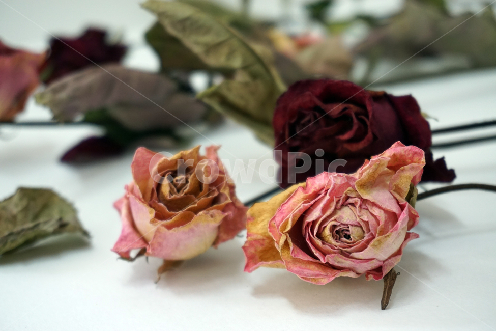 말린꽃,말린장미,드라이플라워,꽃,식물,꽃장식,장미,건조,장식,꽃,flower