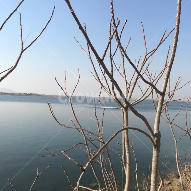 강,나무,하늘,바다,풍경,경치,겨울나무