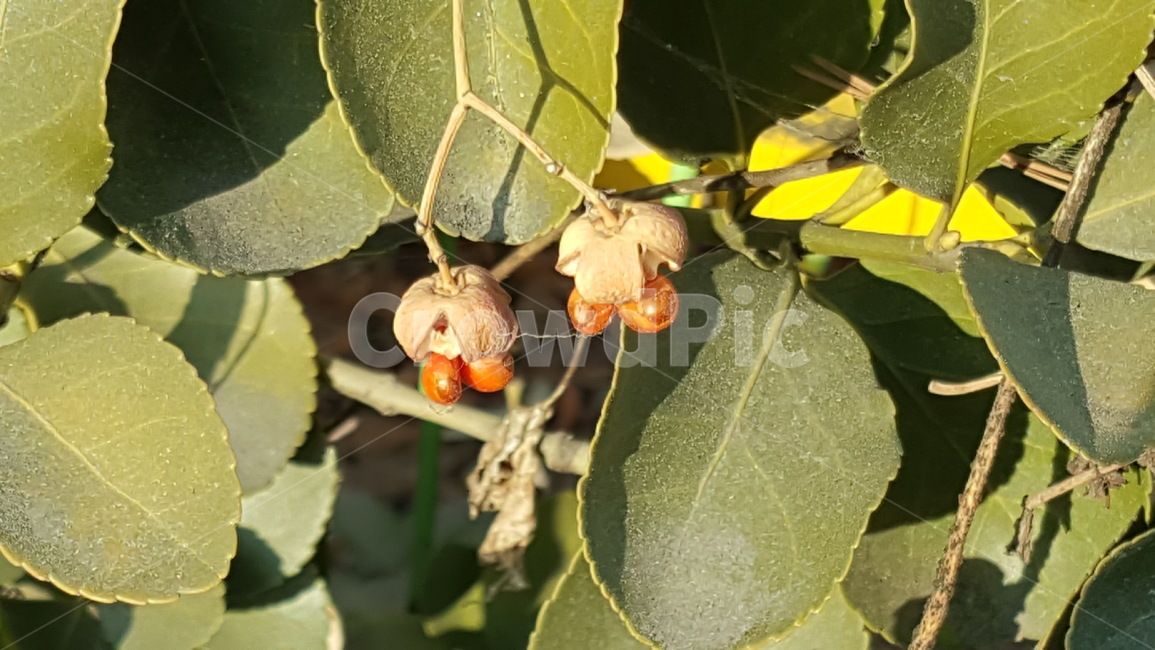 식물,잎,나뭇잎,확대,초록,자연,식물,자연,plants,nature,과일,열매,fruit