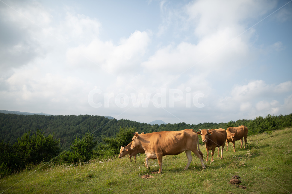 아부오름,소,해질녘,일몰,풍경,제주,오름,제주오름,하늘,평화로움,평화,동물,animal,포유류,mammal,목축업,목장,livestock farming,ranching,pasture