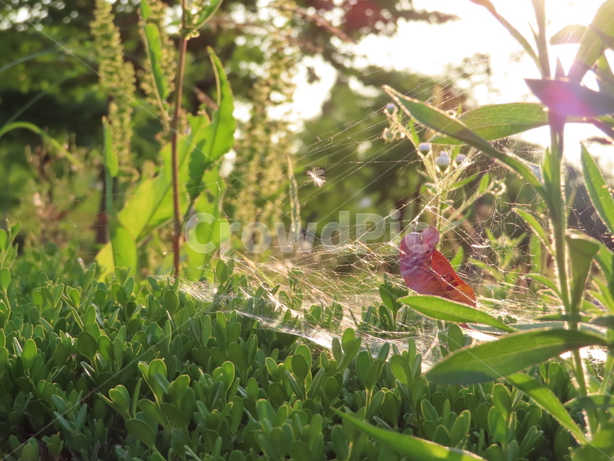 거미줄,잡초,잔디,자연,공원,식물,헝클어지다,맑은날,spiderweb,weed,grass,nature,park,plant