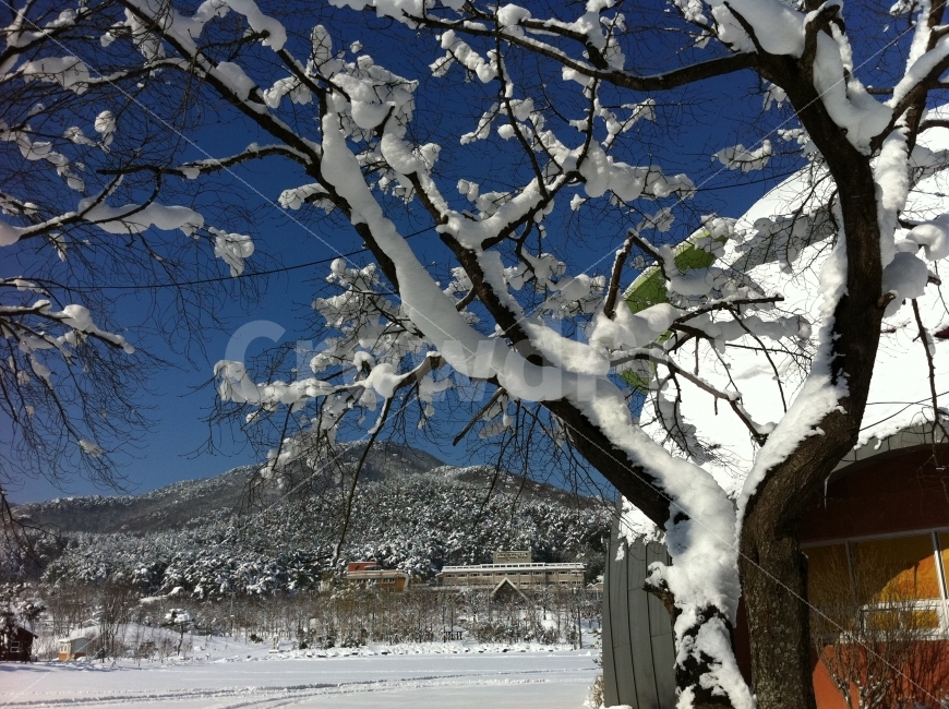 겨울,눈덮힌산,산,숲,눈,폭설,겨울,계절,winter,season,자연,풍경,nature,landscape,한국자연풍경,한국자연경관,korea nature landscape,식물,plants,나무,trees,wood,outdoors,옥외,tree,plant,tree trunk,나무 줄기