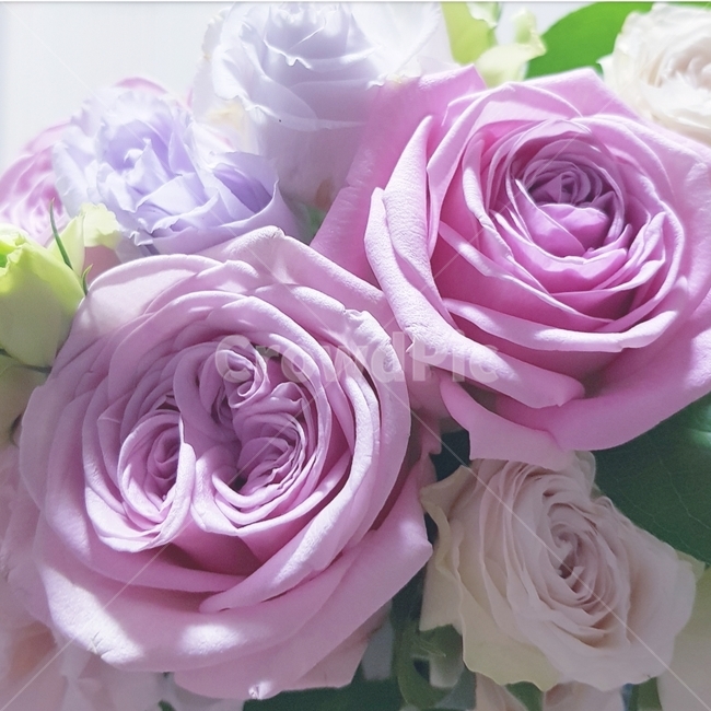 장미,꽃다발,장미꽃다발,보라색,rose,plant,floral,fresh,violet,pink,green,design,꽃꽃이,식물도감,pretty,beautiful,연보라,순수,pure,신선한,향기,행복,사랑,데이트,선물,present,wedding,웨딩,부캐,연두색,예쁜꽃,예쁜꽃다발,결혼,꽃,flower,기념일,축하,anniversary,congratulation,celebrate,celebration