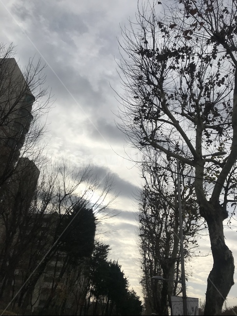 하늘,구름,그레이,나무,가을,도시,풍경,city,landscape,tree,plant,식물