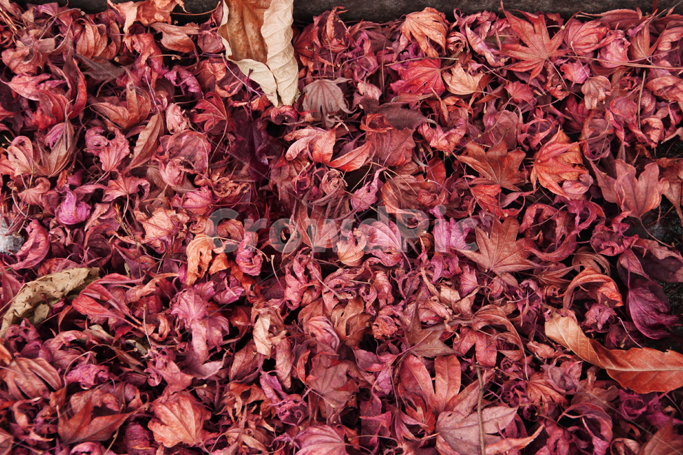 가을,단풍,낙엽,빨강,나뭇잎,autumn,계절,red,brown,fall,leaves,가을,계절,fall,autumn,season,자연,풍경,nature,landscape,leaf,잎,plant,식물,tree,나무