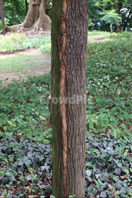 다람쥐,나무,환경,자연,공기,풀,숲,햇빛,채광,태양,식물,자연,plants,nature,나무,trees,wood,동물,animal,포유류,mammal