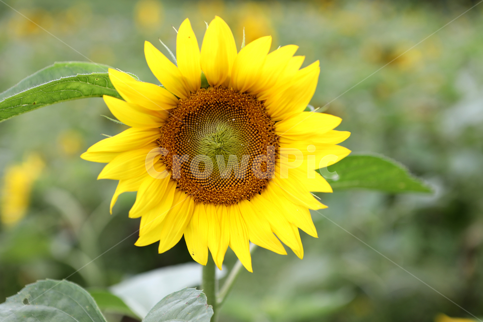 해바라기,꽃,여름풍경,꽃밭,풍경,식물,자연,plants,nature,꽃,flower