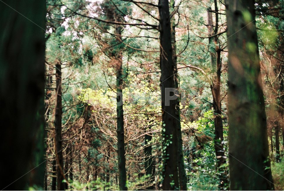 나무,자연,제주도,힐링,소나무,식물,자연,plants,nature,나무,trees,wood,감성,sensible,feeling,휴식,힐링,rest,relaxation,healing