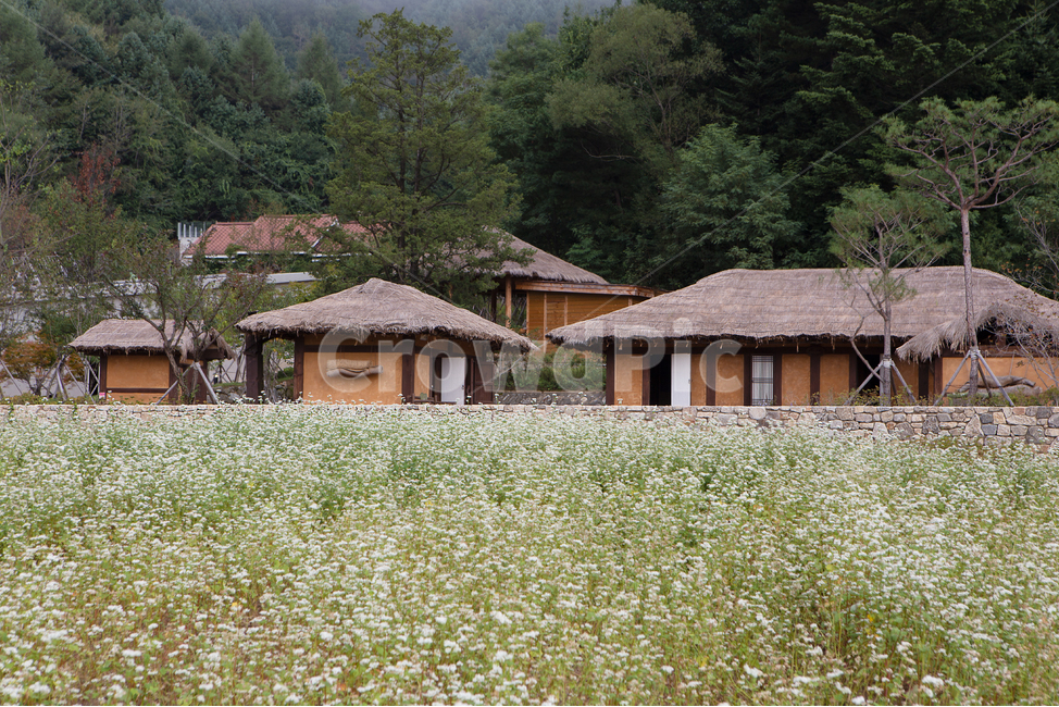 residential area,mountains,buckwheat flowers,rural,traditional houses,green space,crops,house,thatched houses,province,plants,country houses,farming,buckwheat field,village,rural life,farmhouse,flowers,Background,countryside,past,Bongpyeong,food ingredien