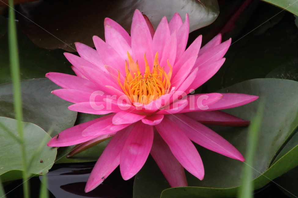 꽃,수련,연,식물,waterlily,식물,자연,plants,nature,꽃,flower