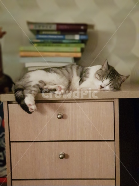 자는고양이,고양이,편안한,잠버릇,잠자는고양이
