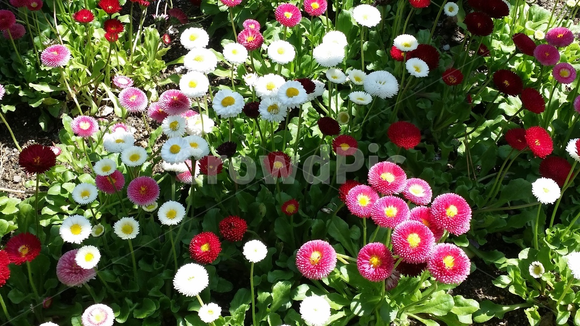 화단,꽃밭,화훼농장,들꽃,꽃,작은꽃,식물,자연,plants,nature,꽃,flower