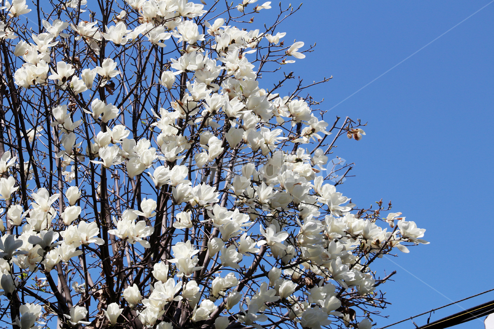 봄,꽃,봄꽃,목련,자연,봄,계절,spring,season,식물,자연,plants,nature,꽃,flower,plant,blossom