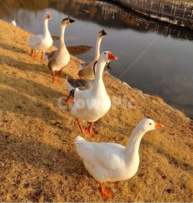 거위,호수,자연,오리과,가금,동물,goose,동물,animal,조류,새,birds