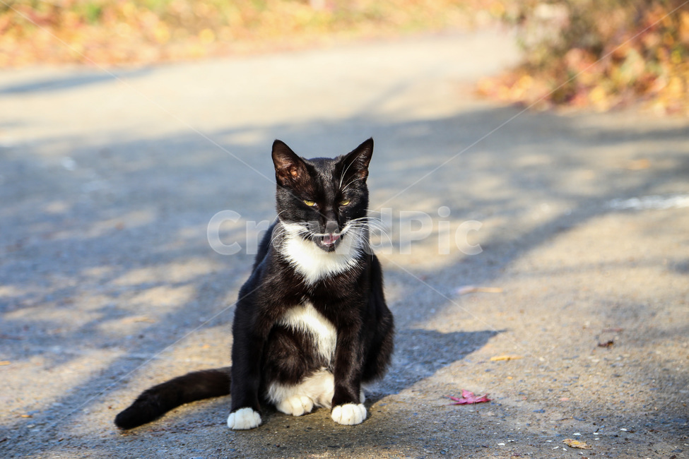 고양이,길고양이,동물,포유류,반려동물,cat,animal,mammal,kitten,kitty,애완동물,동물,animal,포유류,mammal,고양이,cat,kitten,kitty