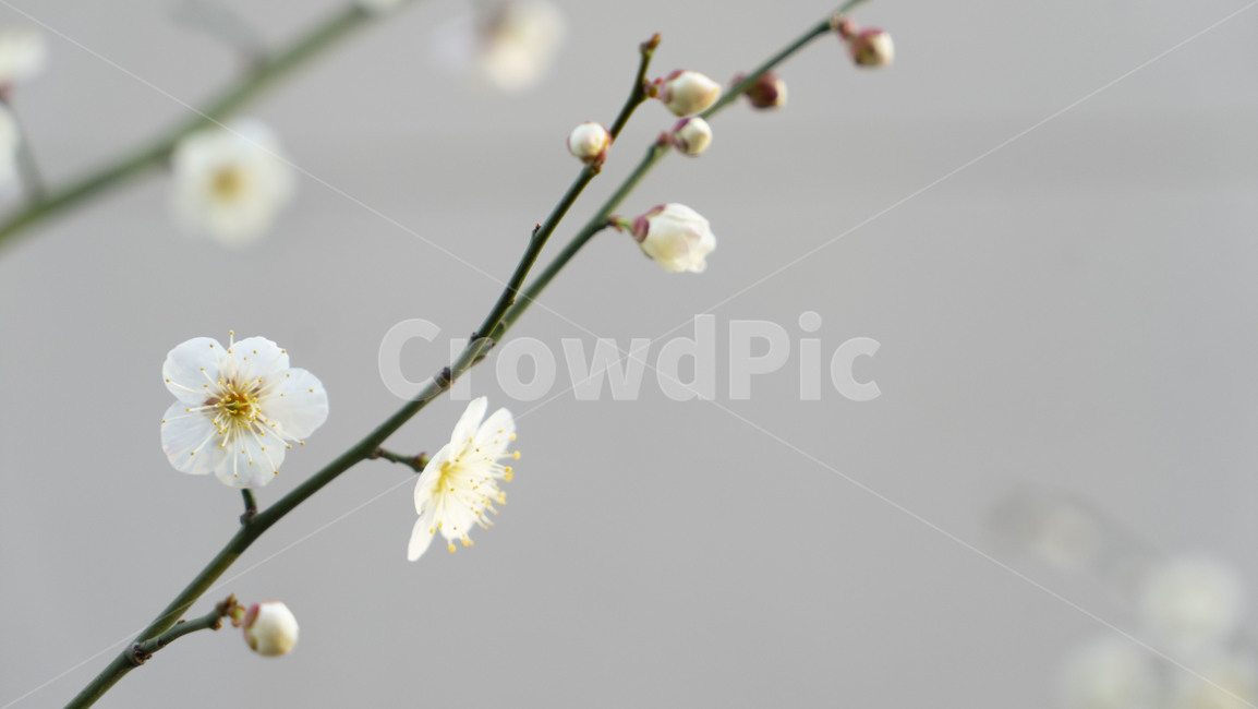 plant,식물,꽃,blossom,꽃봉오리,bud,spring,flower,봄,식물,자연,plants,nature,꽃,flower