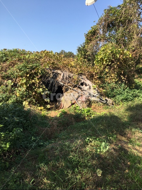 plant,식물,bush,부시,vegetation,초목,slope,경사