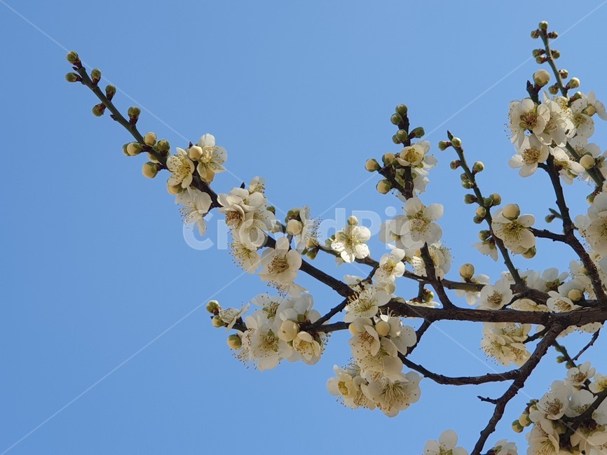 봄,봄꽃,매화,자연,꽃,봄,계절,spring,season,식물,자연,plants,nature,꽃,flower,plant