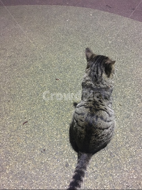 고양이,야옹이,검은고양이,줄무늬고양이,애옹이