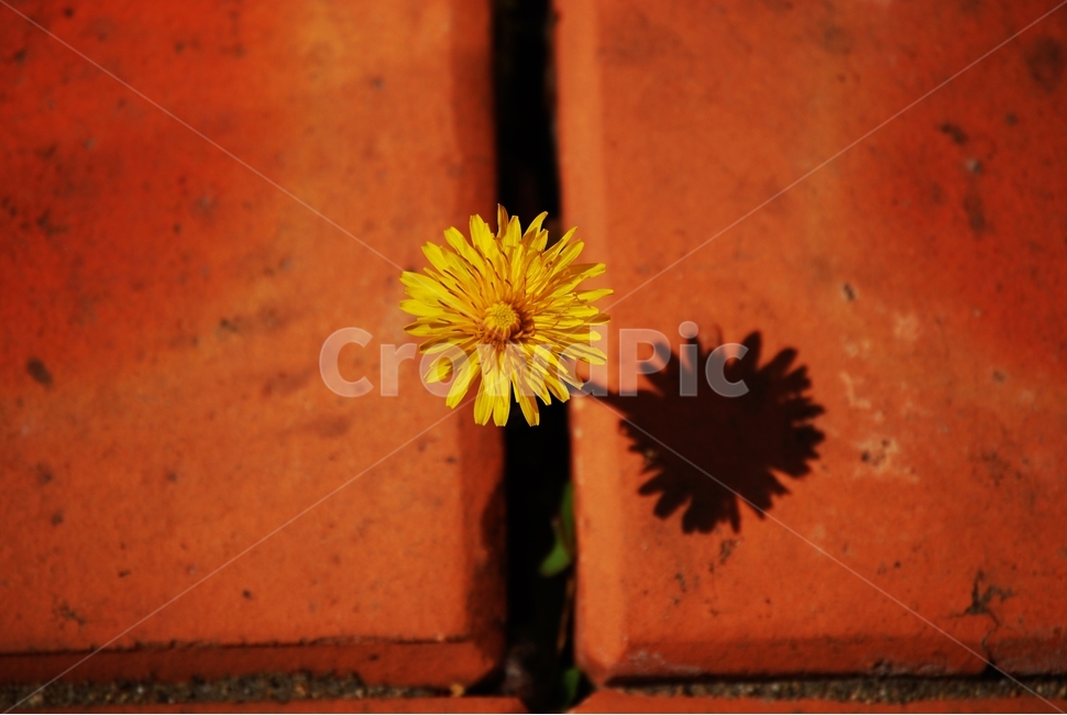 꽃,민들레,노란꽃,화단,벽돌,봄,봄,계절,spring,season,식물,자연,plants,nature,꽃,flower,감성,sensible,feeling,plant
