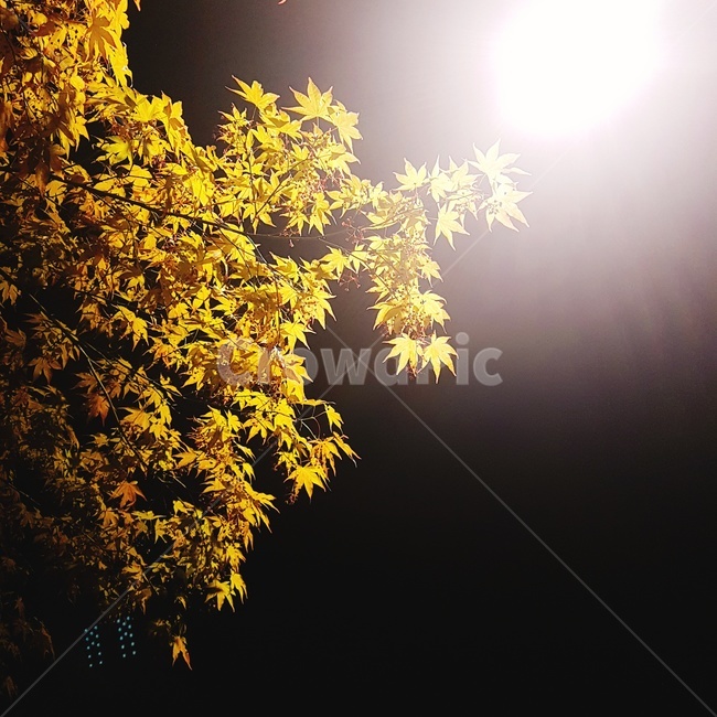 plant,식물,leaf,잎,밤,단풍,night