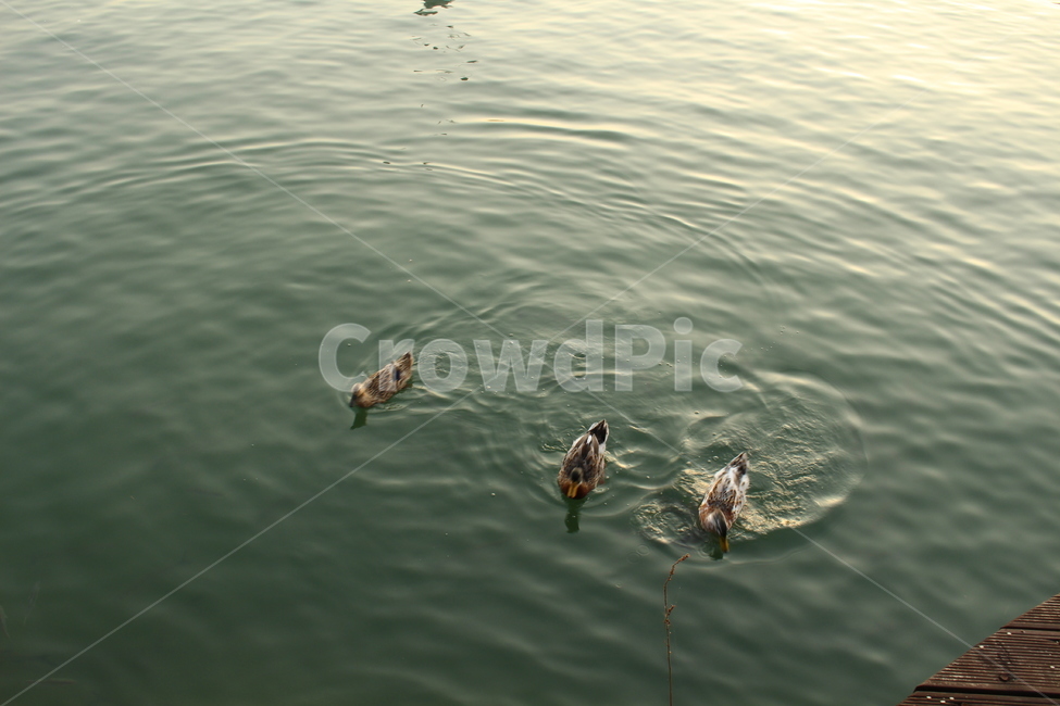강,오리,물장구,해질녁,진동,동물,animal,조류,새,birds