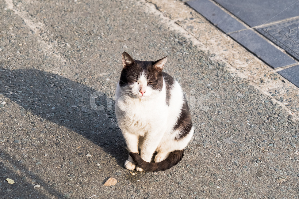 고양이,동물,길고양이,일본,관광,cat,pet,animal,mammal,포유류,동물,animal,포유류,mammal,고양이,cat,kitten,kitty