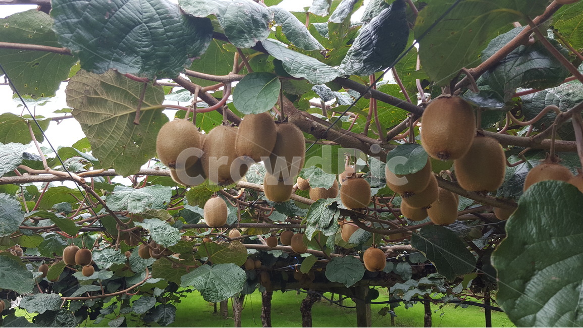 키위나무,열매,뉴질랜드,키위농사,키위,과일,과수원,식물,자연,plants,nature,과일,열매,fruit