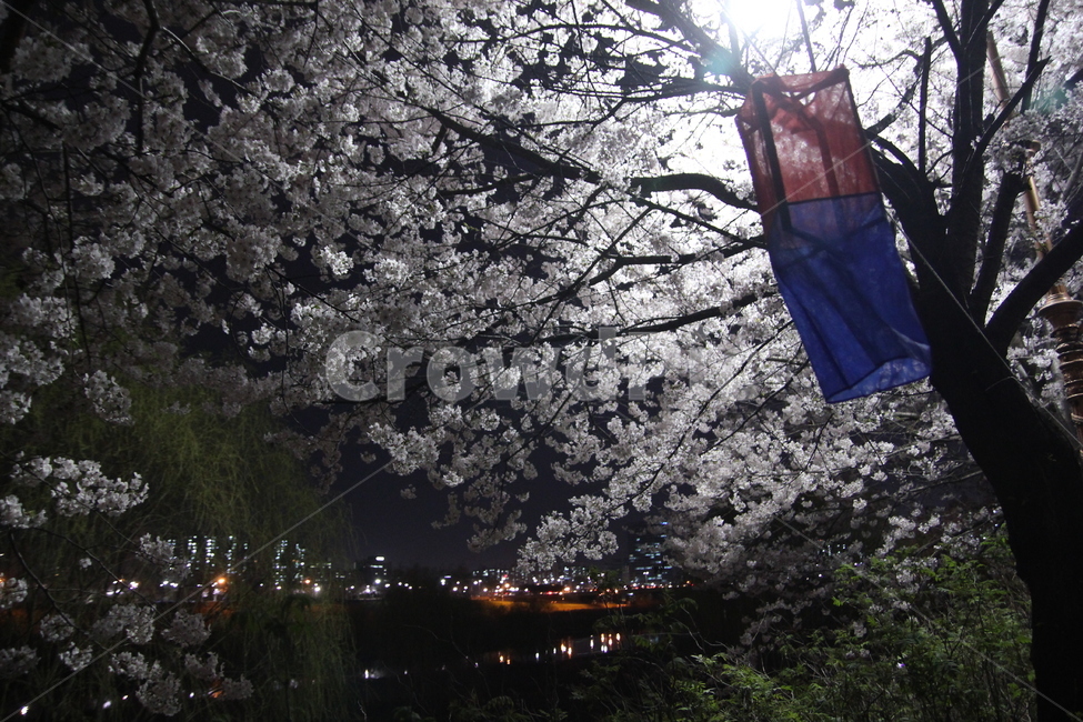 봄,꽃,밤,야경,벚꽃,spring,flower,nightview,청사초롱,봄,계절,spring,season,자연,풍경,nature,landscape,야경,밤,nightscape,night,plant,식물