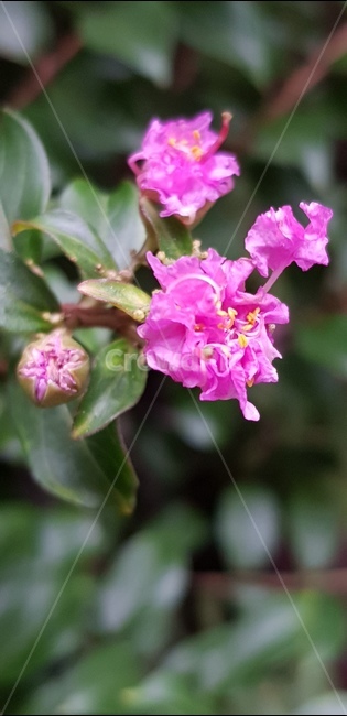 백일홍,배롱나무,꽃,핫핑크,개화,여름꽃,식물,자연,plants,nature,꽃,flower