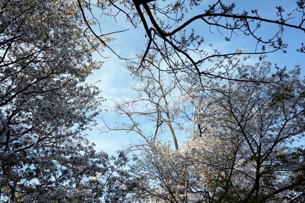 벚꽃,봄,벚나무,자연,하늘,꽃,cherrytree,blossom,spring,봄계절,감성,봄벚꽃,봄꽃,봄,계절,spring,season,자연,풍경,nature,landscape,plant,식물,tree,나무,tree trunk,나무 줄기