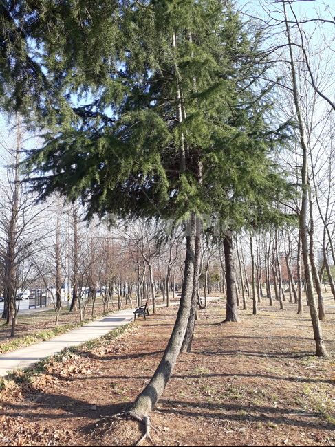 굽은,소나무,멋진,tree,나무,plant,식물