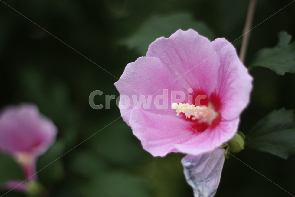 무궁화,한국,조선,자연물,우리나라꽃,꽃,flower,대한민국,상징,분홍색,꽃술,자연,생태,생명,꽃잎,natural,nature,pink,애국심,열사,조국,koreaflower,애국,민족