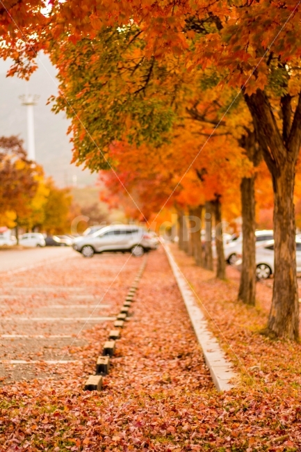 쓸쓸,추풍낙엽,단풍,낙엽,외로움,가을,계절,fall,autumn,season,자연,풍경,nature,landscape,감성,sensible,feeling,tree,나무,plant,식물,transportation,교통,automobile,자동차,vehicle,차량,car,차,wheel,바퀴,machine,기계