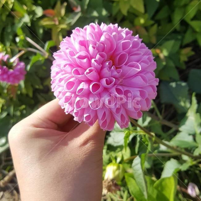 flower,blossom,꽃,plant,식물