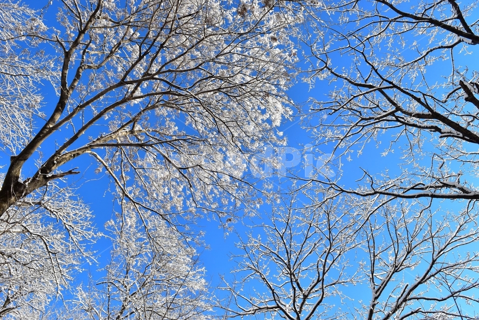 북한산,국립공원,설산,설경,눈,눈꽃,서울,도심지,명산,겨울,여행,국내여행,Seoul,Korea,National,Park,풍경,크리스마스,성탄절,화이트크리스마스,눈꽃풍경,비경,산행,등산,100대명산,기암,바위산,겨울,계절,winter,season,식물,자연,plants,nature,나무,trees,wood