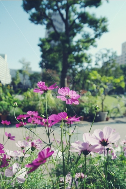 꽃,코스모스,마을,길,꽃길,flower,cosmos,town,road,가을,계절,fall,autumn,season,식물,자연,plants,nature,꽃,flower,감성,sensible,feeling,blossom,geranium,제라늄,plant