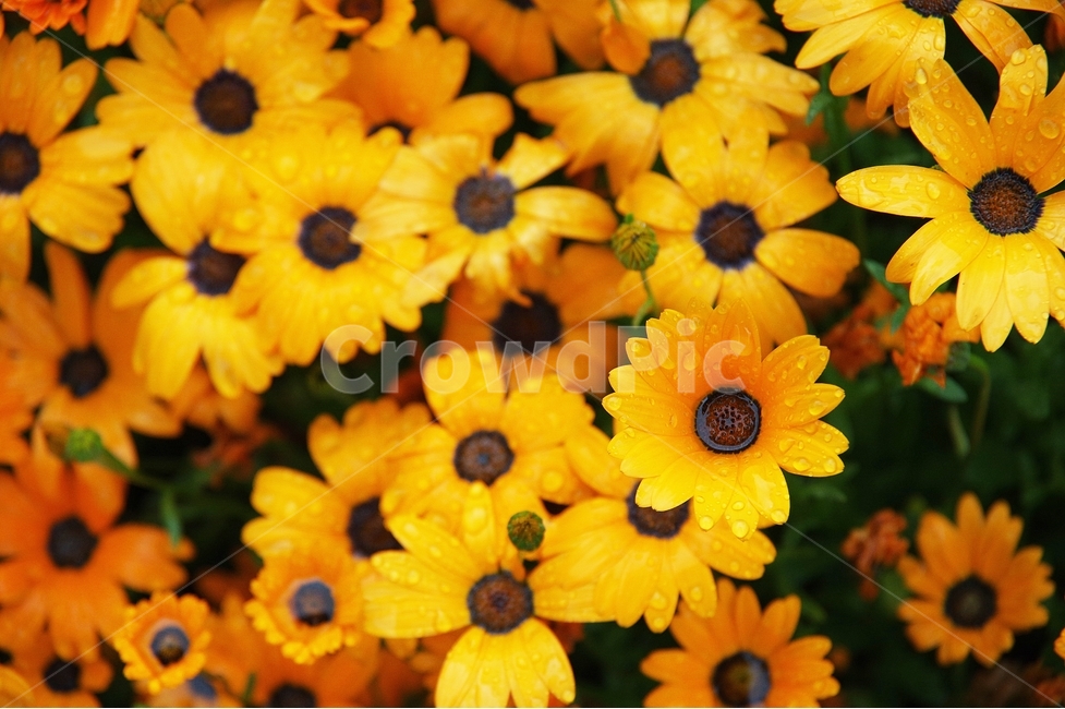 오스테오스펄멈,여름꽃,꽃놀이,꽃축제,화단,식물,자연,plants,nature,꽃,flower