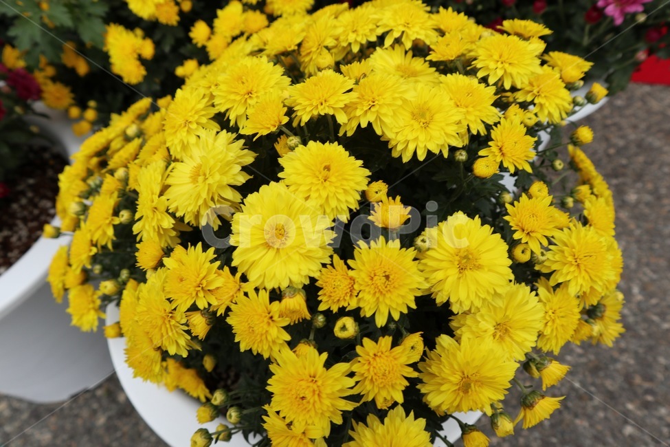plant,식물,꽃,flower,국화,가을,autumn,fall,식물,자연,plants,nature,꽃,flower